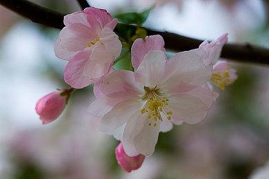 科乐美开设《心跳回忆》系列30周年纪念推特账号